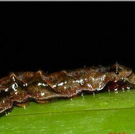 波紋蛾科 波紋蛾科