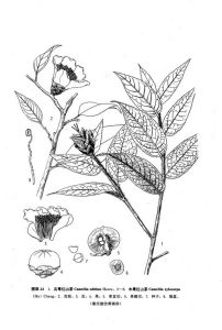 木果紅山茶 木果紅山茶