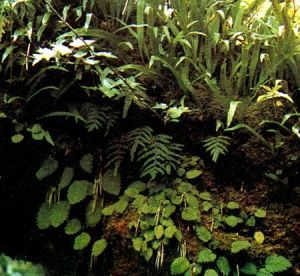 凹葉裂齒苔 凹葉裂齒苔