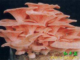 桃紅平菇 桃紅平菇