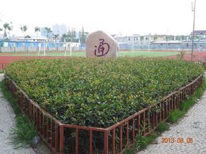 合肥市大通路國小 合肥市大通路國小