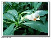 叉開鳳仙花 叉開鳳仙花