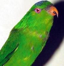 密克氏吸蜜鸚鵡 密克氏吸蜜鸚鵡