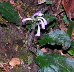 彎花叉柱花 彎花叉柱花