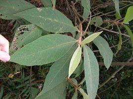 豬十二指腸提取物 豬十二指腸提取物