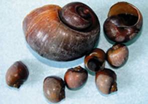 中腹足目,瓶螺科的 大瓶螺