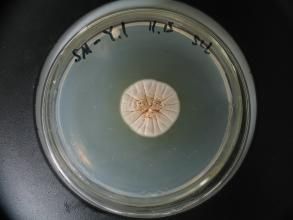 卷枝毛霉 卷枝毛霉