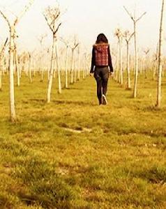 尋找五葉草 尋找五葉草