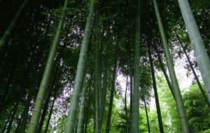 竹柳生態觀光園 竹柳生態觀光園
