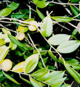 卵果紅山茶 卵果紅山茶