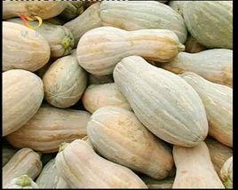 密本南瓜 密本南瓜