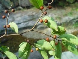 紫彈樹葉 紫彈樹葉