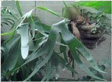 國家二級保護植物鹿角蕨