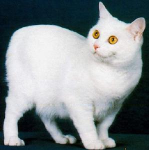 （圖）韋爾斯貓