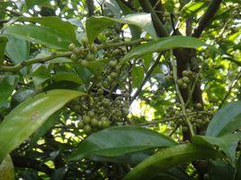 樟葉木防己 樟葉木防己