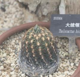 大統領[仙人掌科植物]