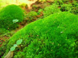 苔蘚[苔蘚植物門植物]