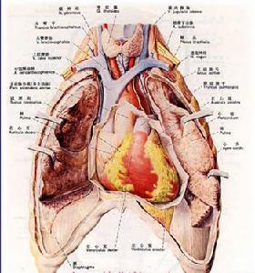 （圖）藥物治療