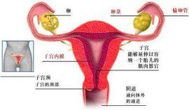 輸卵管卵巢囊腫