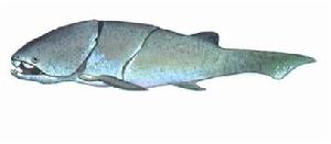 尾骨魚