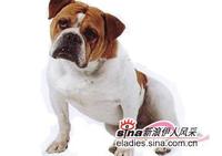 古老英國鬥牛犬