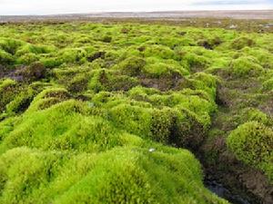 （圖）北極苔原