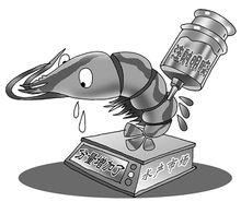 “注膠蝦”橫行市場