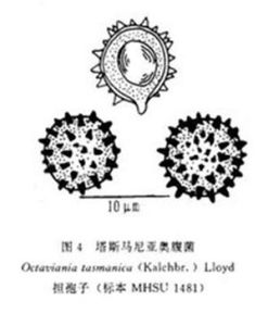 奧腹菌屬 奧腹菌屬