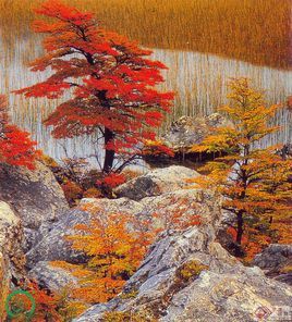 矮假山毛櫸 矮假山毛櫸