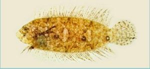 三斑沙鰈 三斑沙鰈