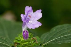 少花馬藍 少花馬藍