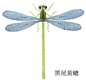 黑尾黃蟌 黑尾黃蟌