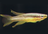 三叉琴尾魚