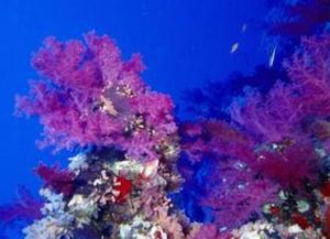 軟珊瑚 軟珊瑚