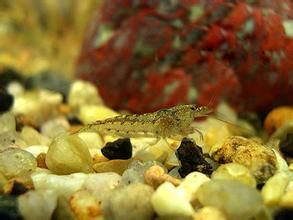 刺肢米蝦 刺肢米蝦