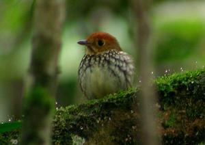 貝胸蟻鶇 貝胸蟻鶇