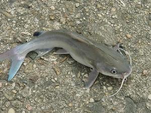 鯰魚的各種圖片