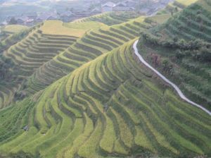 龍脊梯田9、10月美景