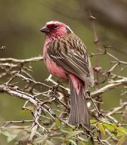 中華白眉朱雀 中華白眉朱雀