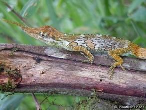 長鼻變色龍 長鼻變色龍