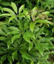 多脈鵝掌柴 多脈鵝掌柴