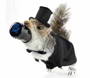 松鼠啤酒 松鼠啤酒