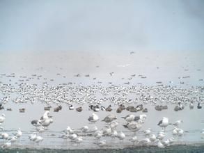 香港米埔野生動物保護區
