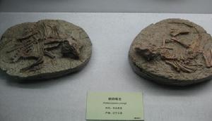 （圖）鸚鵡嘴龍化石