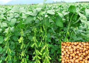 赤豆三號 赤豆三號