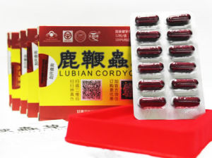 鹿鞭蟲草 鹿鞭蟲草