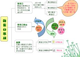 酪蛋白類嗎啡肽 酪蛋白類嗎啡肽