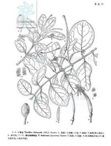 栗毛寄生 栗毛寄生