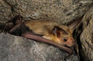 哥倫比亞真蝠 哥倫比亞真蝠