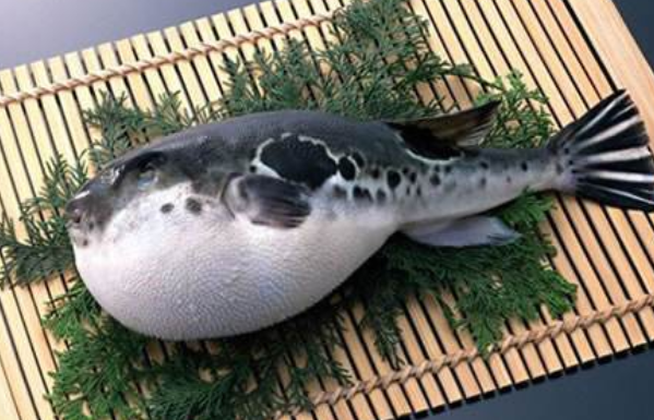 河豚